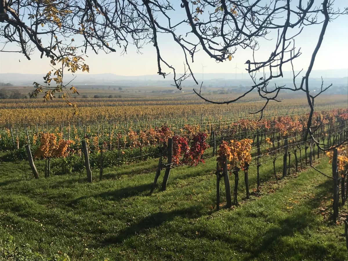 Weingut & Gaestezimmer Edelmann Goettlesbrunn Exterior photo